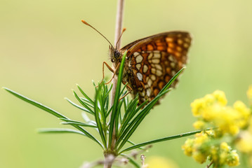 butterfly branch closeup background