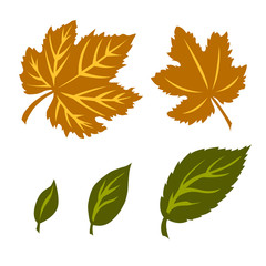 Autumn leaves vector