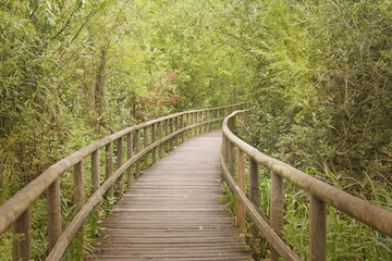 Fototapeta na wymiar Wooden footbridge through a bamboo forest