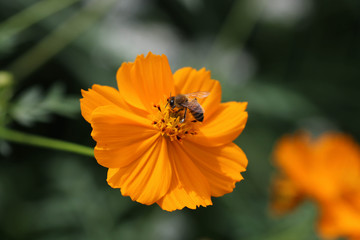 オレンジのコスモスとミツバチ / Orange cosmos and t