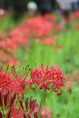 彼岸花 / Cluster amaryllis