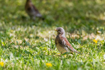 Fieldfare walking down the spring meadow.