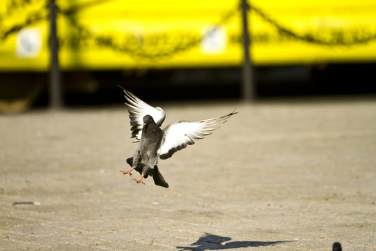 Pigeon landing