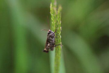 休むバッタ / Grasshopper rest