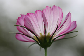 Obraz premium コスモスの花 / Cosmos flowers