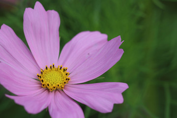 コスモスの花 / Cosmos flowers