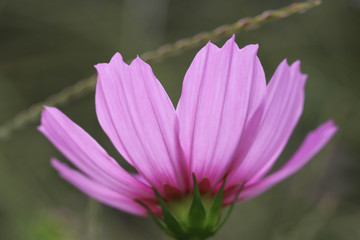 Obraz premium コスモスの花 / Cosmos flowers