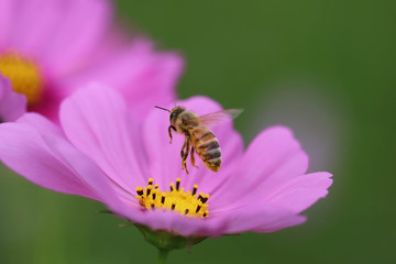 飛んでる蜂とコスモス / Are in bee and the cosmos that