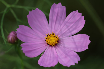 コスモスの花 / Cosmos flowers