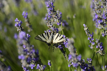 Butterfly on lavender - dalmatian flora and fauna