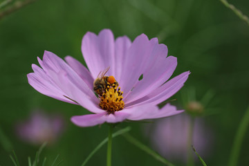 コスモスに止まる蜂 / .Bee stops to Cosmos