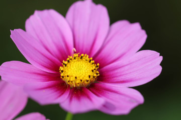 コスモスの花 / Cosmos flowers