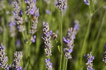 Bee on lavender