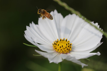 飛んでいる蜂とコスモス / .Flying bee and Cosmos