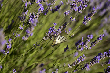 Butterfly on lavender - dalmatian flora and fauna