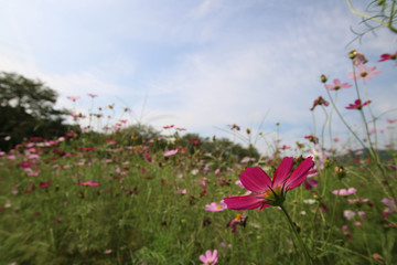 コスモス畑 / Cosmos field