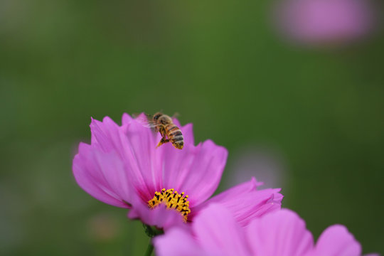 飛んでる蜂とコスモス / Are in bee and the cosmos that
