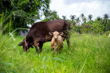 mother cow and calf in green meadow