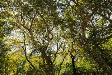 Obraz premium Tree and sky