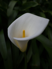 A White Flower