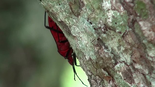 Beautiful Red Bug - Macro. A beautiful red bug moves out of view behind the trunk of a tree. Taken in Thailand.
