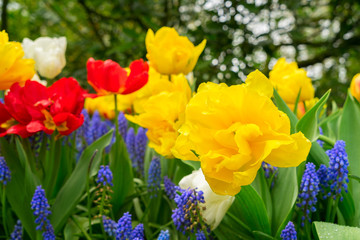 Naklejka na ściany i meble Tulips and bluebell flowerbed