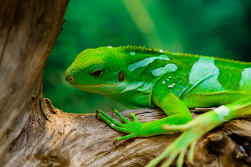 Naklejka premium green basilisk lizard close-up look down