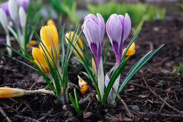 Fototapeta premium Spring flower blooms