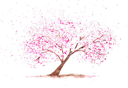 Pink cherry tree on white, watercolor painting