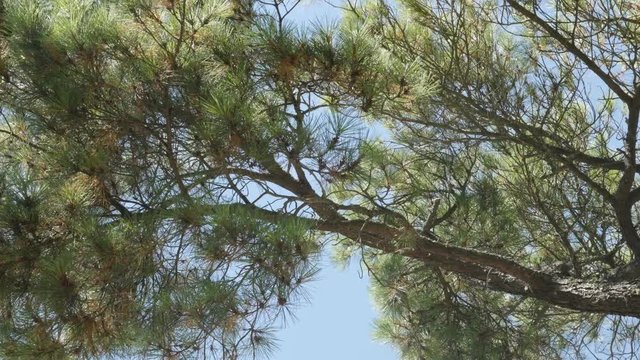 High Pinus contorta twisted tree crown and branches against blue sky 4K 2160p 30fps UltraHD footage - Lodgepole shore pine swinging on the wind near sea coast 3840X2160 UHD video 
