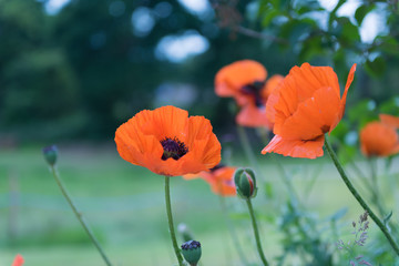 Poppies