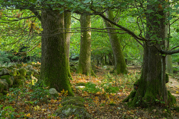 Bokskog och stengärde