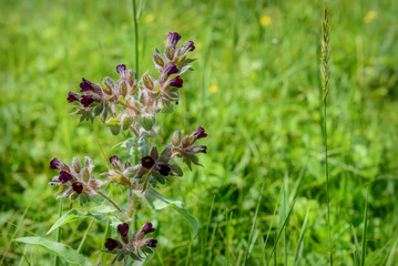maroon wild flowers meadow grass