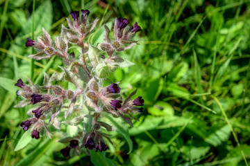 maroon wild flowers meadow grass