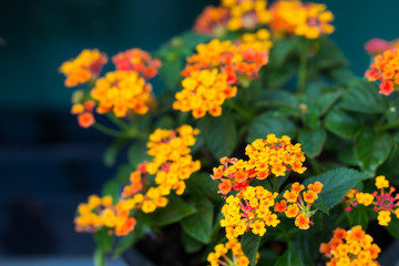 Lantana camara Flower