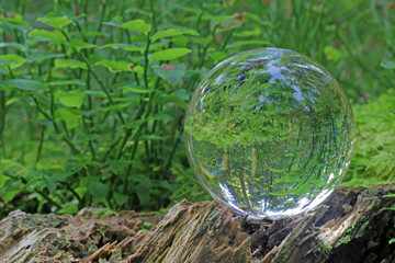 wald in kristallkugel, schweiz 