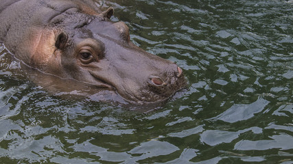 Fototapeta premium Hippopotamus emerging from the water
