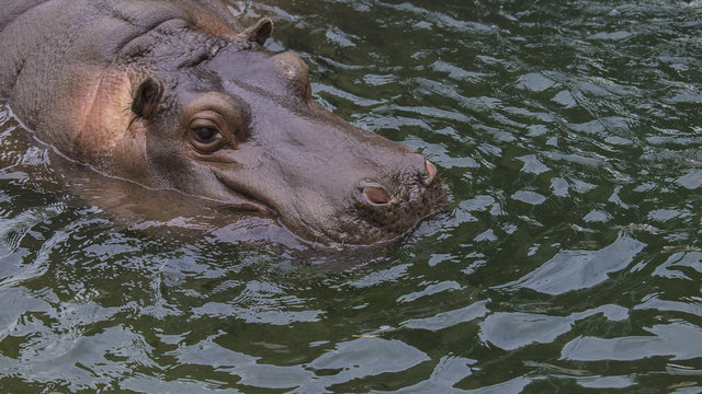 Hippopotamus emerging from the water