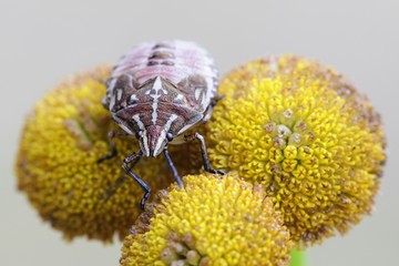 Shield bug nymph, Carpocoris purpureipennis