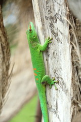 lézard sur un arbre
