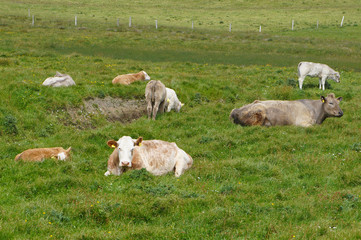 Herd of cows at summer green field