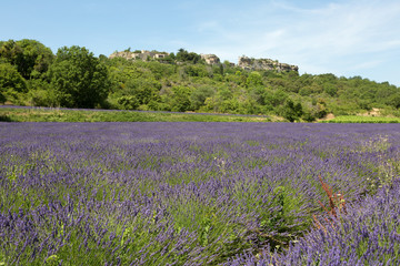 Fototapeta na wymiar Champ de lavande dans le Luberon - Provence