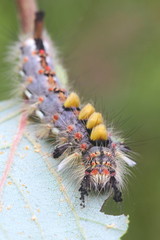 Obraz premium Rusty Tussock Moth, Orgyia antiqua