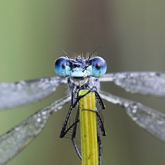 Emerald damselfly, Lestes sponsa