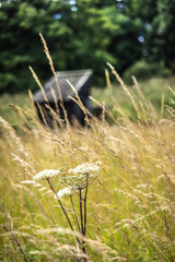 Old shelter in field
