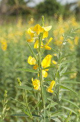 blurred beautifil yellow flowers with sunlight