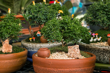 Murraya paniculata plant tree in pot