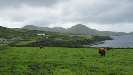 Irish coast landscape