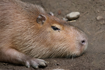 Capybara