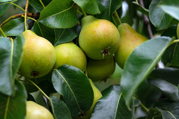 Fresh pears on a branch in the green leaves